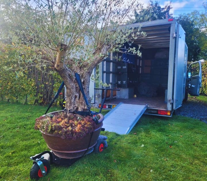 Plant Pot Trolley Customer Image with Large Plant Pot