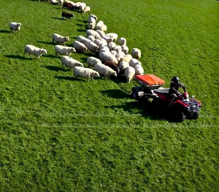 sheep snacker vs manual feeding
